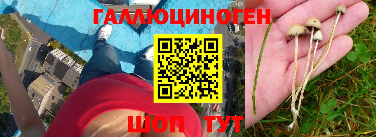 Курск  Псилоцибиновые грибы MAGIC MUSHROOMS  Вход с VPN 